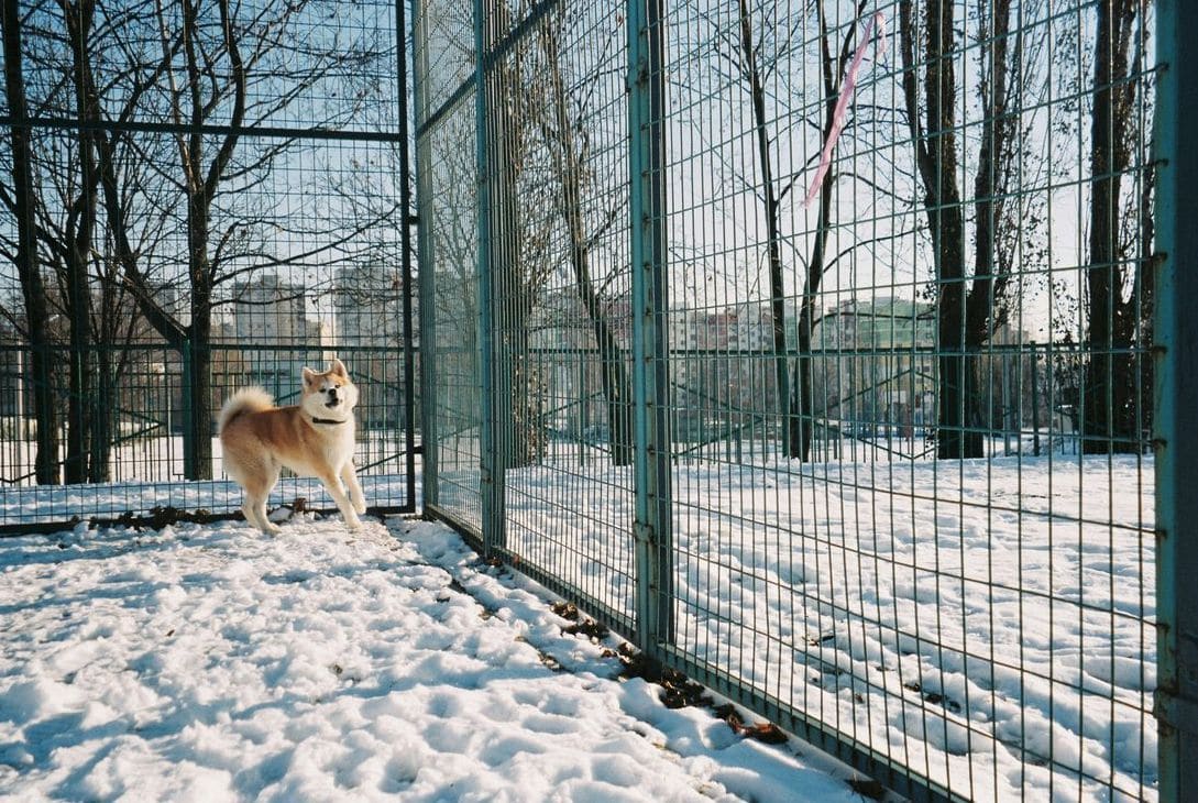 Maple Haven Animal Shelter