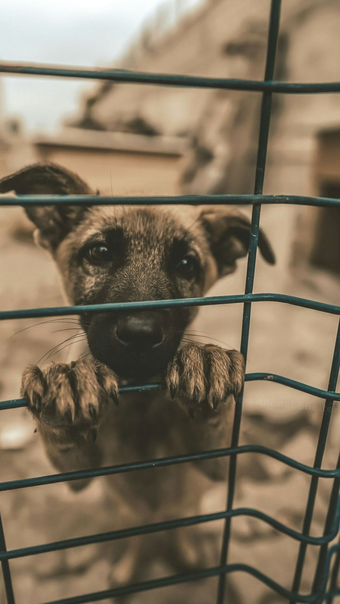 How to Help a Shelter Pet Feel at Home in the First 48 Hours