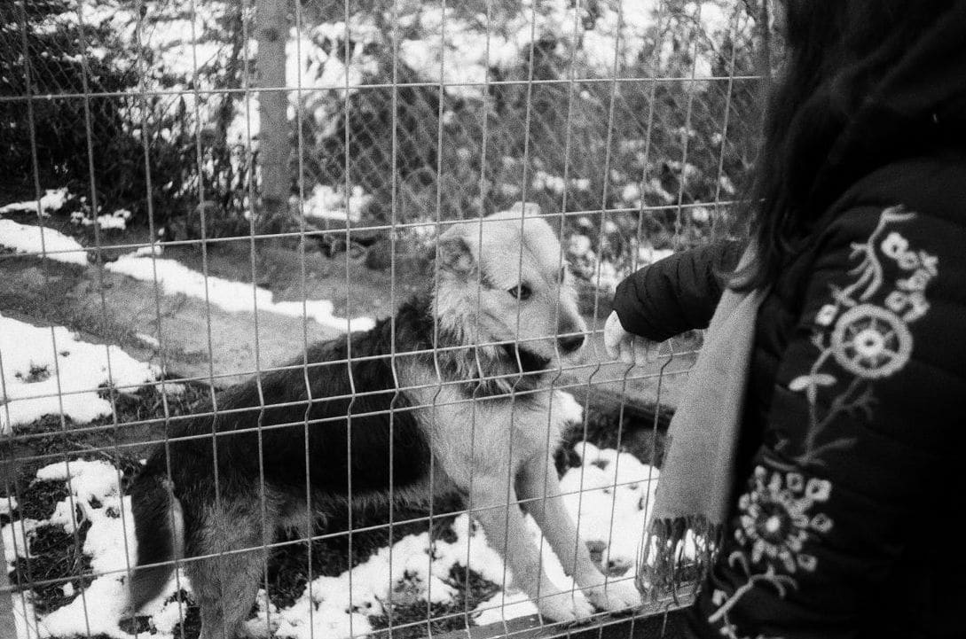 Meet the Cats and Dogs Waiting for Their Second Chance