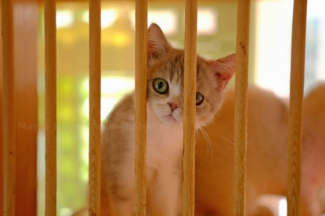 Spring Wellness Tips for Shelter Pets and New Adoptions