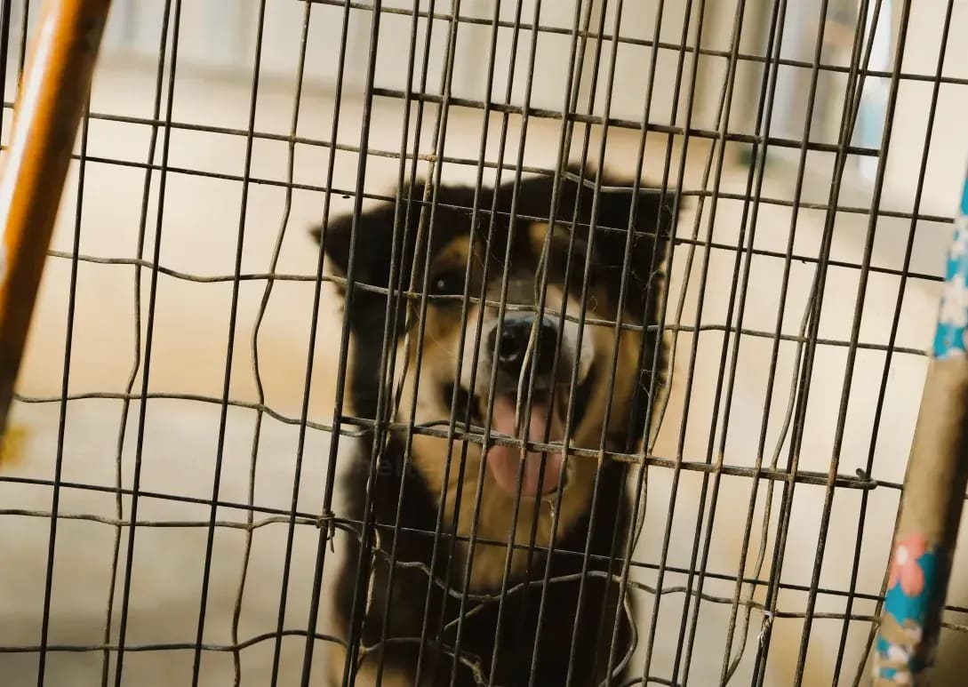 Maple Haven Animal Shelter 10