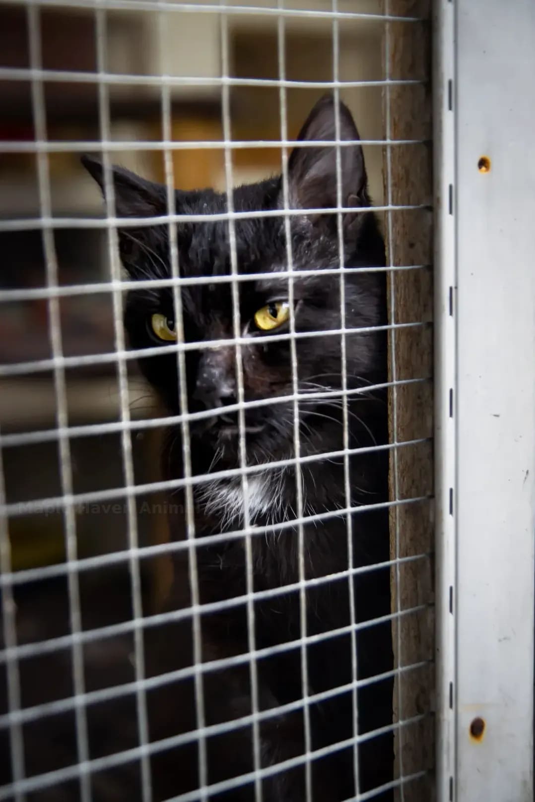 Maple Haven Animal Shelter 11