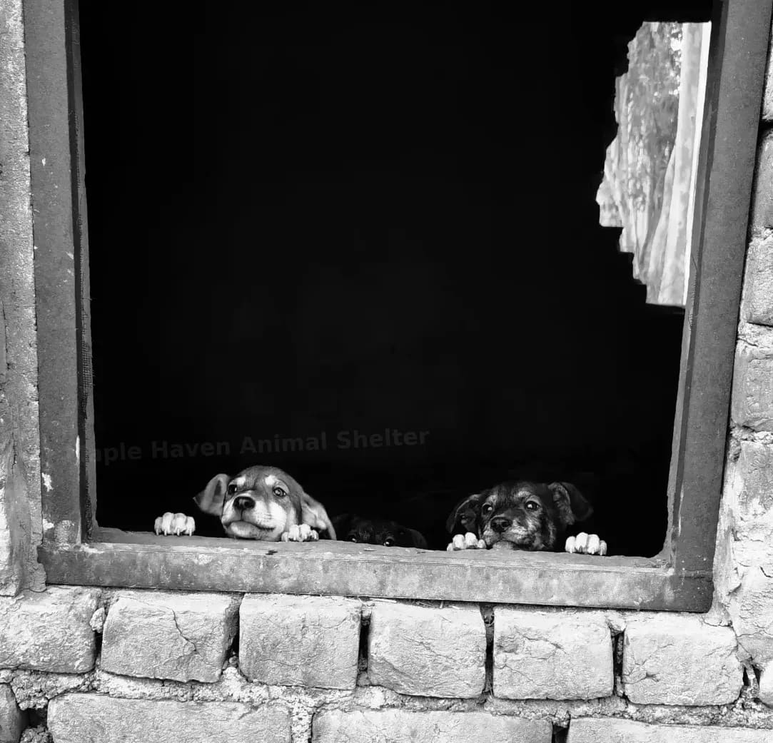 Maple Haven Animal Shelter 12