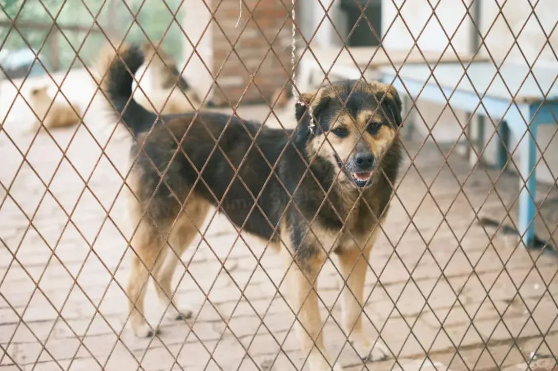 Maple Haven Animal Shelter 13