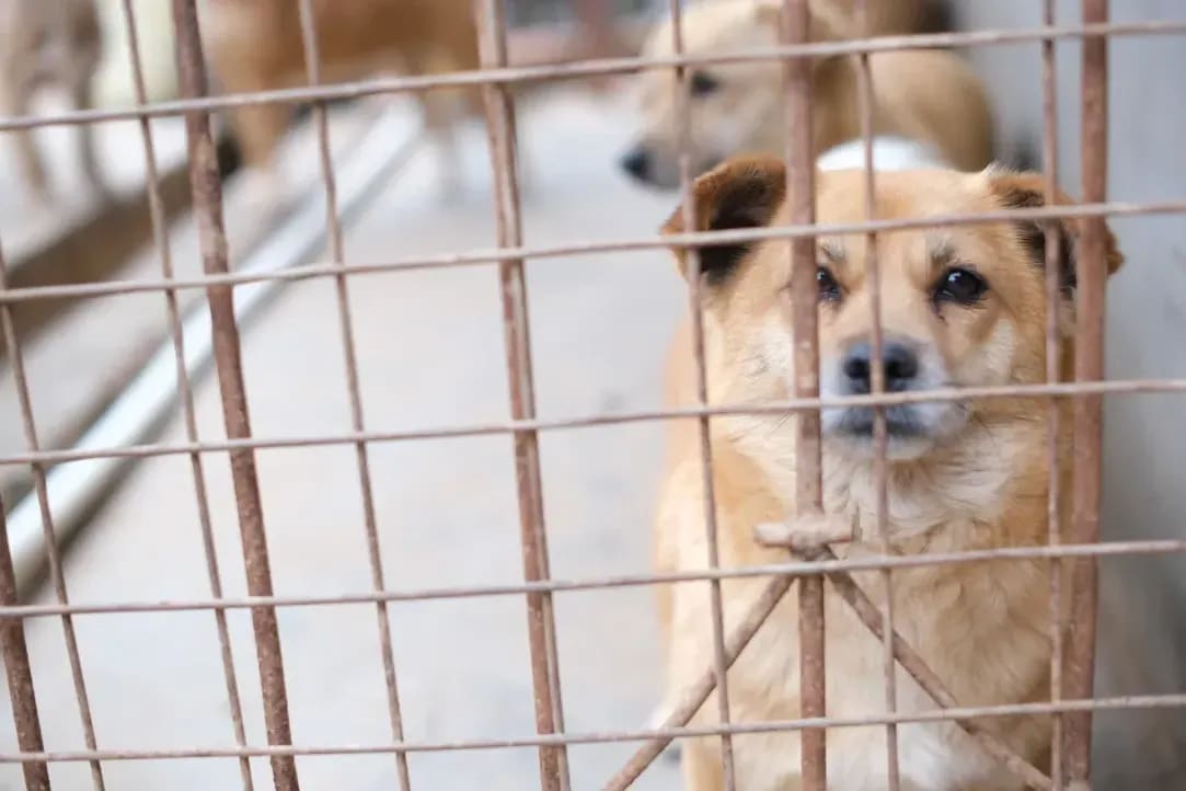 Maple Haven Animal Shelter 3