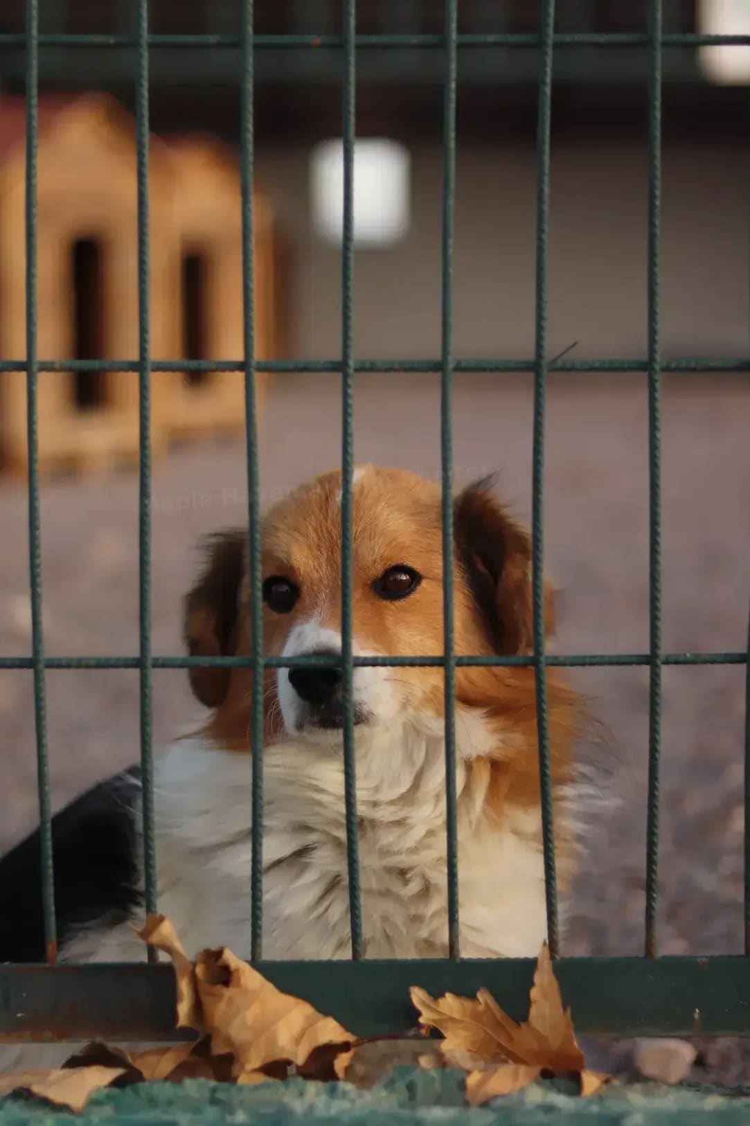 Maple Haven Animal Shelter 5