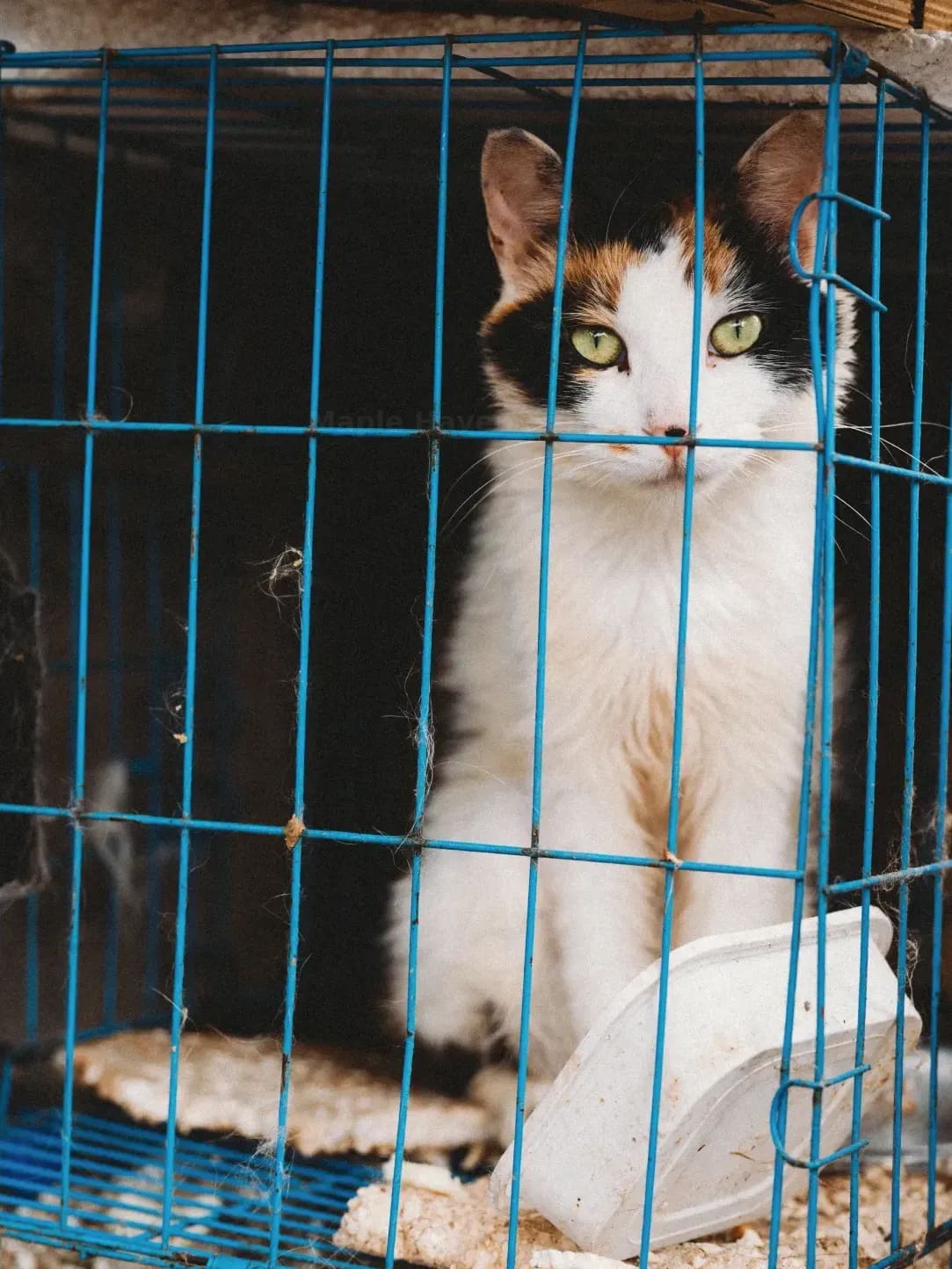 Maple Haven Animal Shelter 6