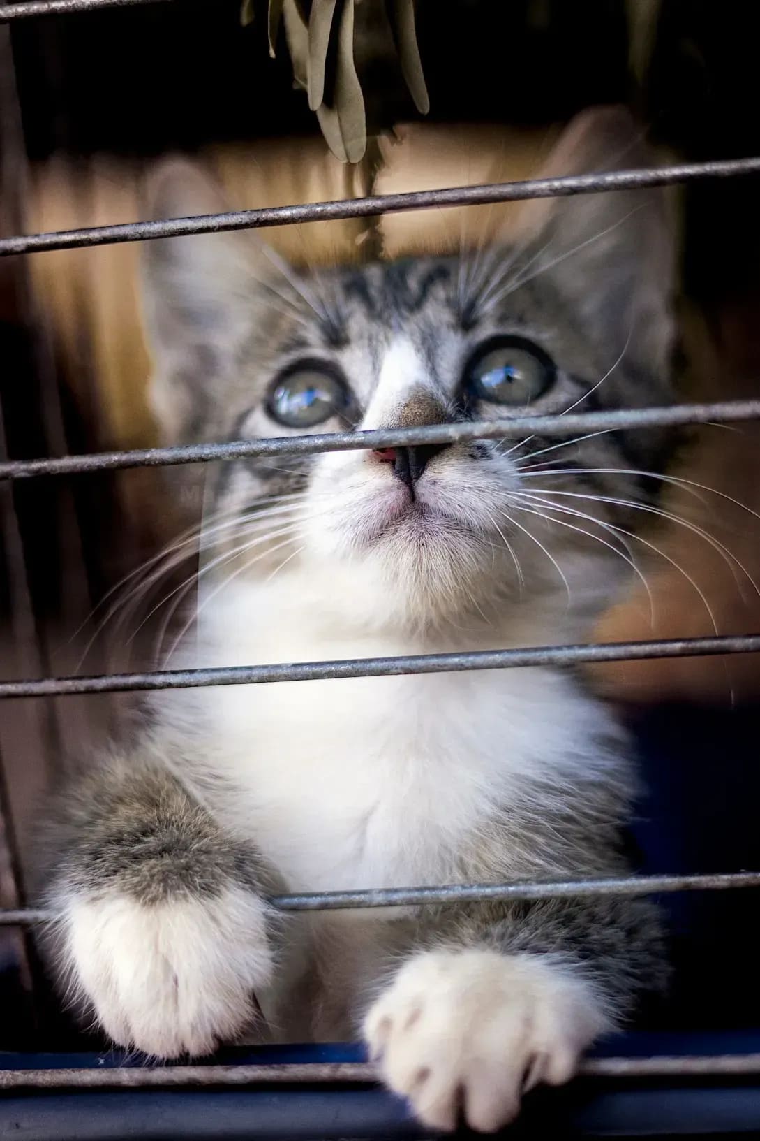 Maple Haven Animal Shelter 8