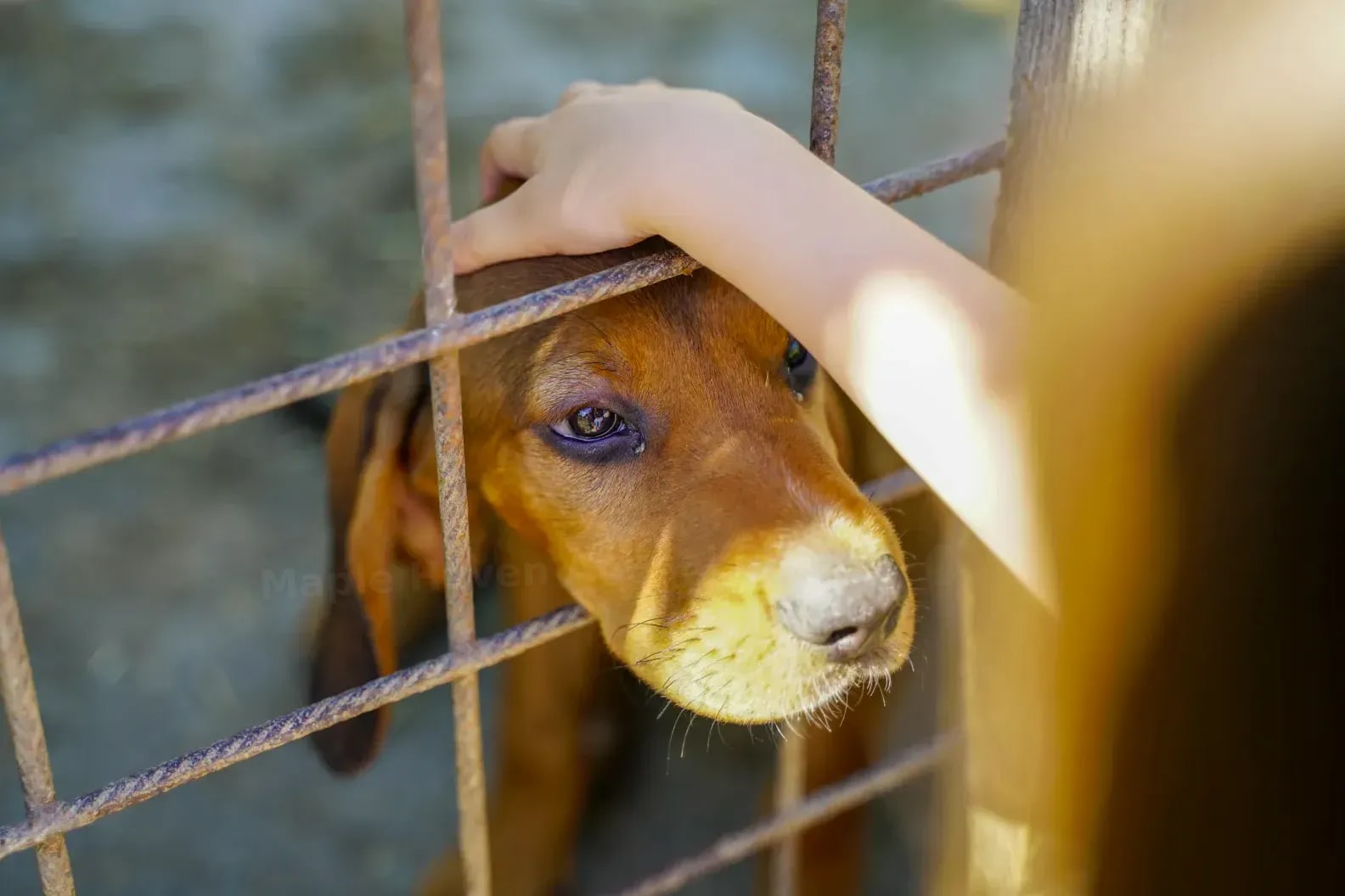Maple Haven Animal Shelter