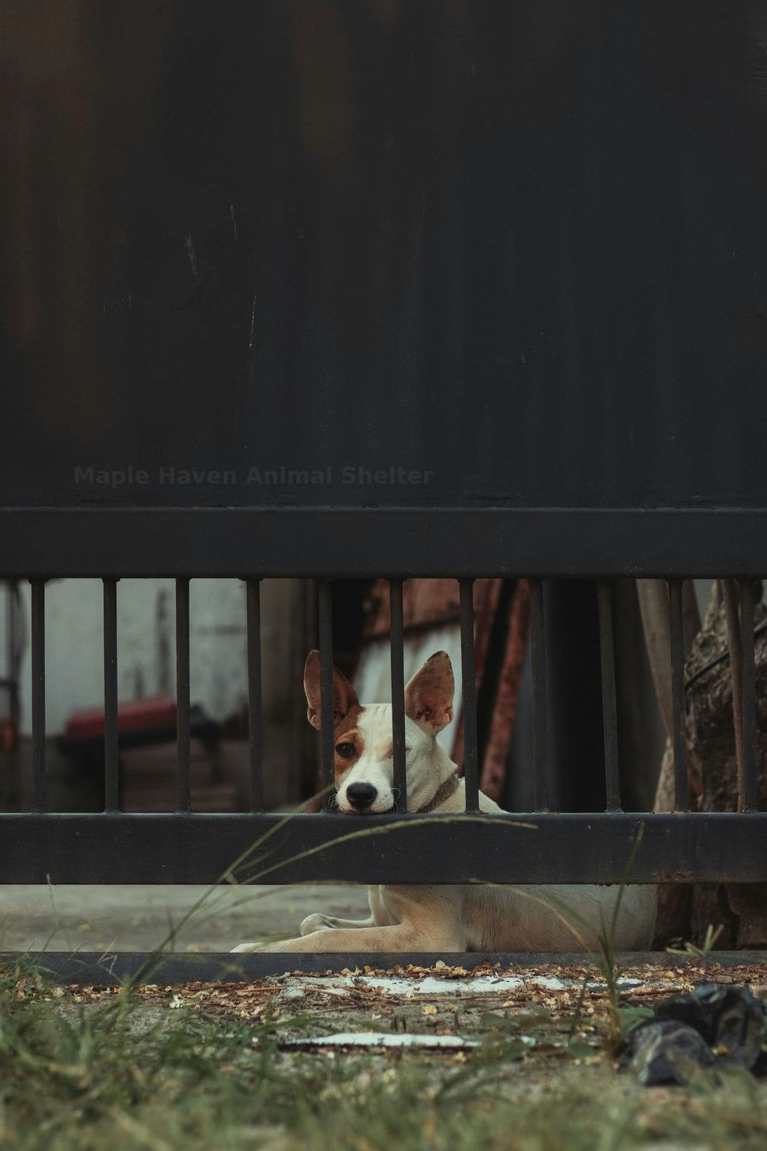 Dog and cat rescue intake