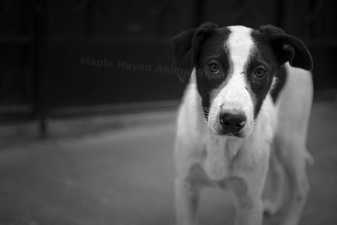 Adoption matching and counseling