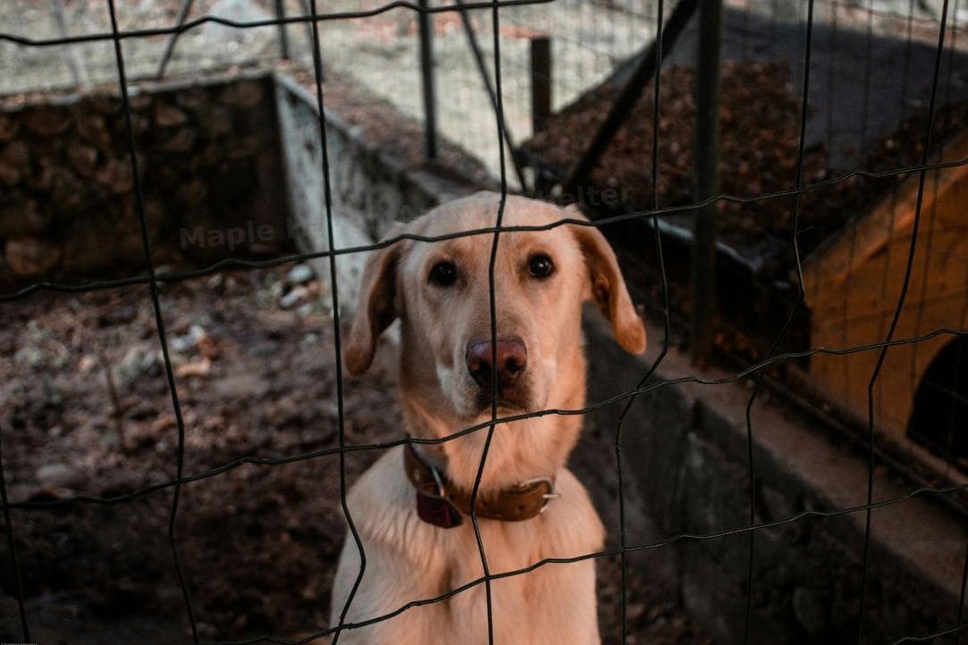 Short-term foster placement coordination