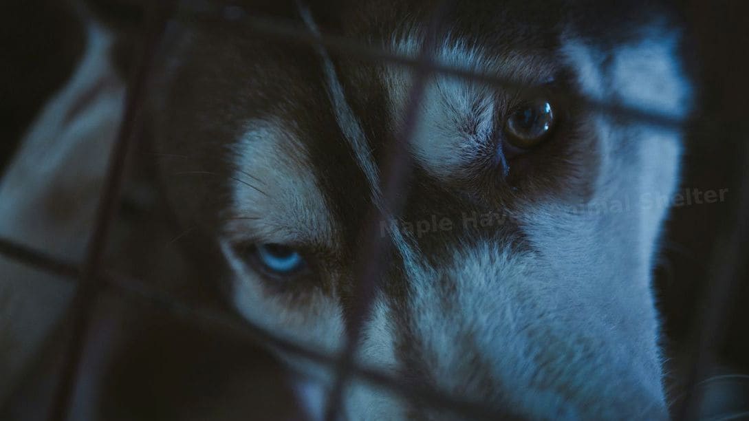 Basic veterinary screening and vaccinations