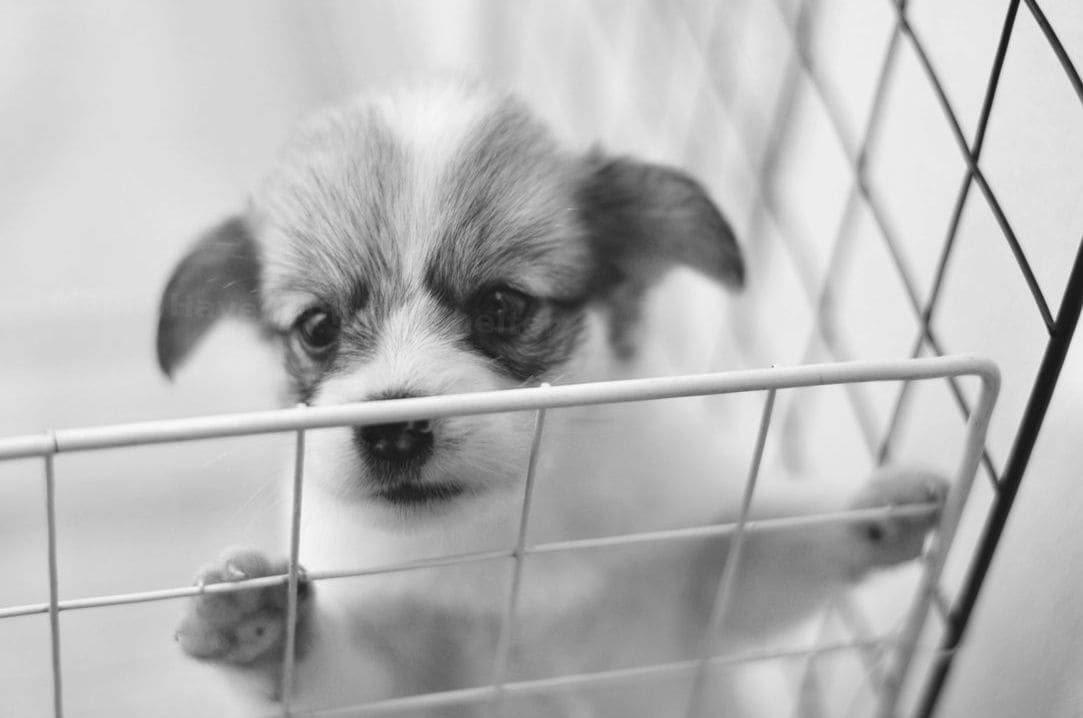 Lost-and-found pet reunification